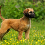 The Afador: A Unique Blend of Afghan Hound and Labrador Retriever